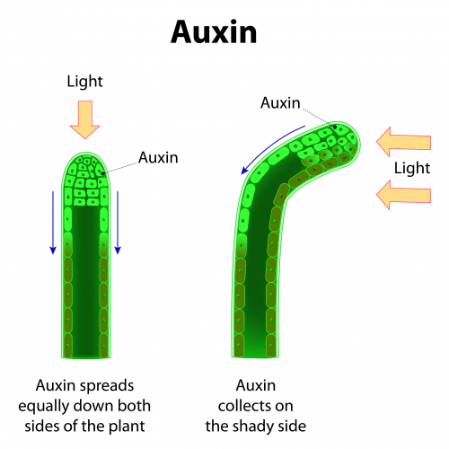 Auxin making a plant grow towards light